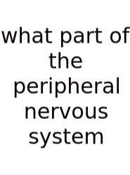 What Part Of The Peripheral Nervous System