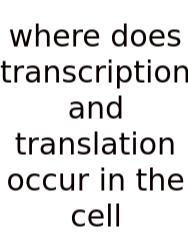 Where Does Transcription And Translation Occur In The Cell