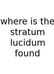 Where Is The Stratum Lucidum Found